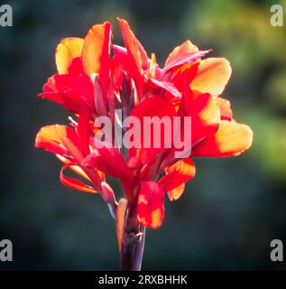 canna Lily, zoo di Calgary, Alberta Foto Stock