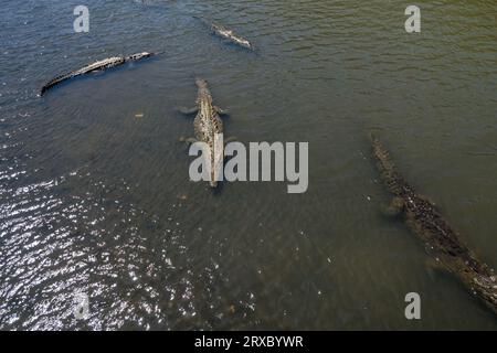 Splendida vista aerea del fiume Tarcoles e del ponte, con molti coccodrilli e alligatori in Costa Rica Foto Stock