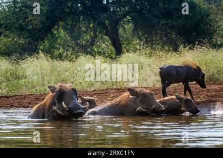 Warthog comune nel Parco Nazionale di Kruger, Sud Africa; famiglia speciale Phacochoerus africanus di Suidae Foto Stock