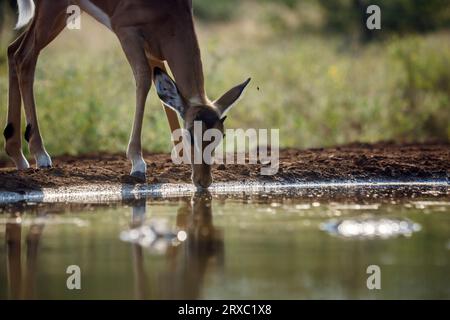 Giovane Impala comune maschio che beve in una pozza d'acqua nel Parco Nazionale di Kruger, Sud Africa; famiglia speciale Aepyceros melampus di Bovidae Foto Stock