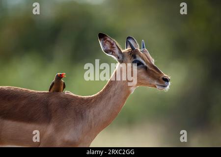 Ritratto di giovane uomo Impala comune con il picchio nel Parco Nazionale di Kruger, Sud Africa; speciale famiglia Aepyceros melampus di Bovidae Foto Stock