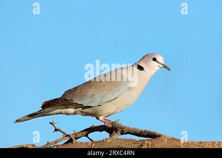 Una colomba di tartaruga (Streptopelia capicola) arroccata su un ramo, in Sudafrica Foto Stock