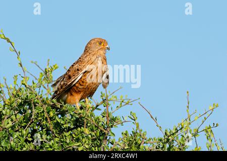 Un gheppio più grande (Falco rupicoloides) arroccato su un albero contro un cielo blu, Sudafrica Foto Stock