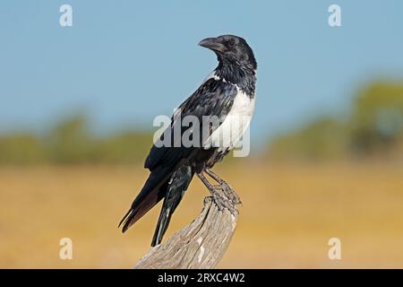 Un corvo pied (Corvus albus) arroccato su un ramo, il Parco Nazionale Etosha, Namibia Foto Stock