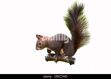 Scoiattolo rosso eurasiatico isolato su fondo bianco (Sciurus vulgaris) Foto Stock