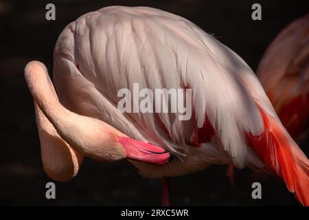 Primo piano di un uccello d'acqua color fenicottero roseo che si tuffa nel fiume, dettaglio collo e testa. Fotografia di natura vivace e fauna selvatica. Foto Stock