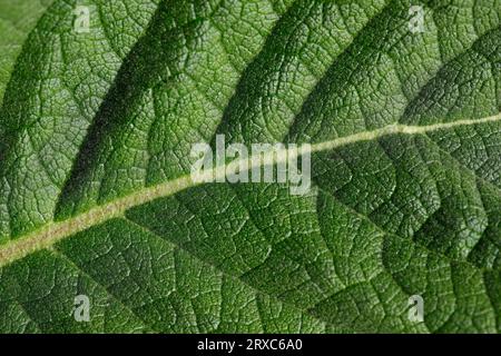 Primo piano di una grande foglia verde nel giardino primaverile. Macro fotografia della natura. Foto Stock