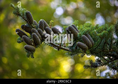 Ramo d'albero con coni maturi di abete coreano Abies Koreana. Fotografia di natura vivace. Foto Stock