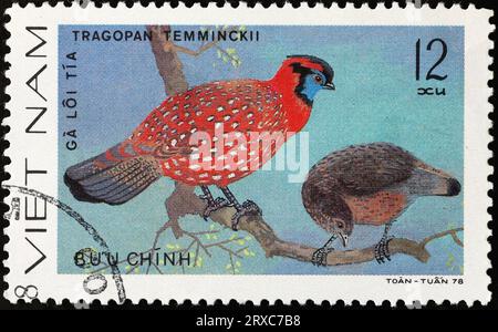 Il tragopan di Temminck sul francobollo vietnamita Foto Stock