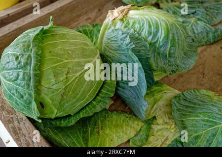 Grandi teste di cavolo verde frondoso in una cassa di legno presso un mercato agricolo con vista ravvicinata all'inizio dell'autunno Foto Stock