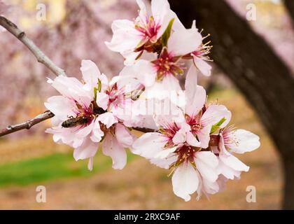 Api mellifere (Apis mellifera) che succhiano dai fiori di mandorle (Prunus amygdalus dulcis) in primavera (Vall de Pop Valley, Marina alta, Alicante, Spagna) Foto Stock