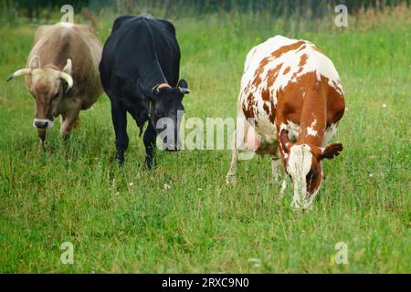 Le mucche di pedigrea pascolano sulla lussureggiante erba verde nel prato, vagando liberamente per il campo della fattoria. Foto Stock