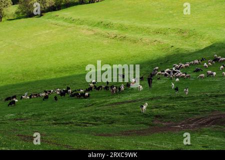podobovets, ucraina - 08 maggio 2019: pecore che pascolano all'ombra di una collina sul prato erboso. clima soleggiato in primavera Foto Stock