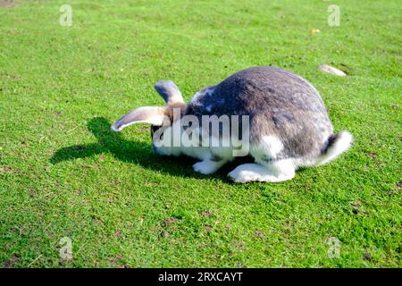 Molti piccoli conigli. Un bel giovane coniglio che riposa. Un coniglio puzza un po' di erba verde Foto Stock