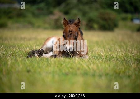 Un giovane pony della New Forest giace sull'erba del Canada, l'Inghilterra comune, catturando i raggi estivi. Foto Stock