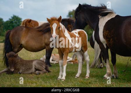 Un raduno di pony della nuova foresta con 3 adorabili puledri uno si trovava a guardare la macchina fotografica e l'altro a terra tra la famiglia dei cavalli. England Hampshire Foto Stock
