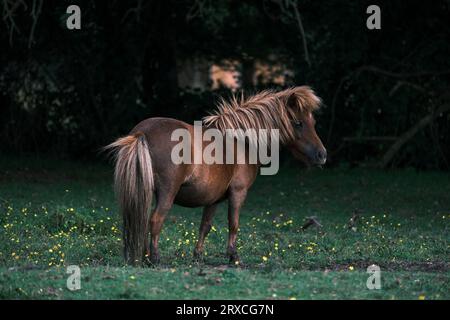 Un nuovo pony forestale con lunghi capelli, criniera e coda in uno splendido colore dorato. Foto Stock