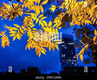 Vista incorniciata della Beetham Tower parzialmente coperta da foglie gialle nel Regno Unito Foto Stock