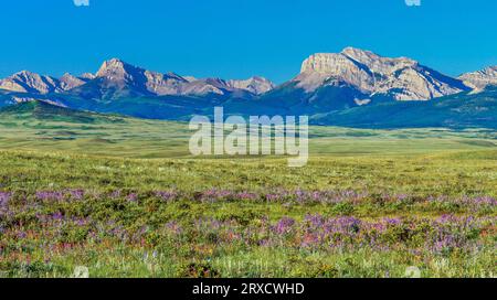 panorama di fiori selvatici sulla prateria sotto il fronte roccioso di montagna vicino dupuyer, montana Foto Stock