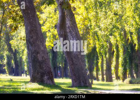 Alto singolo Plane Tree (Platanaceae) in un parco in Ungheria con una grande cima degli alberi e il sole che splende attraverso il verde fogliame in una tarda giornata estiva Foto Stock