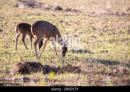 Famiglia di cervi dalla coda bianca (Odocoileus virginianus), madre cervo e giovane cervo, che si nutrono in un campo erboso Foto Stock