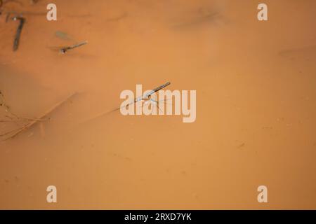 Ragno da pesca a sei macchie (Dolomedes triton) in cima all'acqua fangosa Foto Stock
