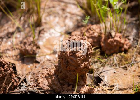 Mosca stabile (Stomoxys calcitrans) arroccata su un camino di gamberi (Creaserinus fodiens) nel fango Foto Stock