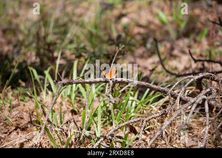 Farfalla a foglia di capra (Anaea andria) che sbatte le sue ali mentre si aprono su un ramo d'albero Foto Stock