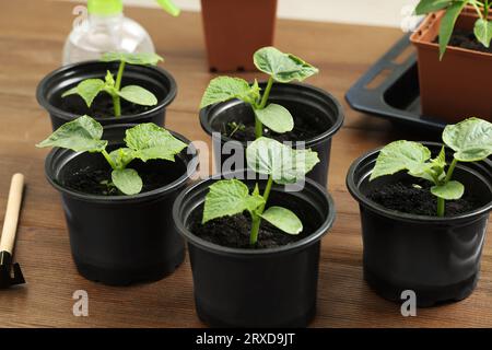 Piantine che crescono in contenitori di plastica con terreno su tavola di legno, primo piano Foto Stock