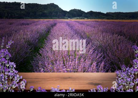 Ponte in legno tra un fiorente campo di lavanda. Spazio per il testo Foto Stock