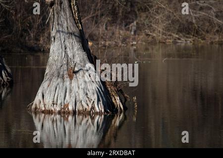 Primo piano di un albero che cresce in acque poco profonde e torbide Foto Stock