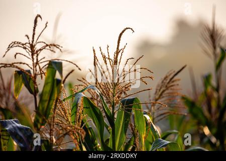 Primo piano delle nappine di mais in un campo di grano del Wisconsin a settembre, orizzontale Foto Stock