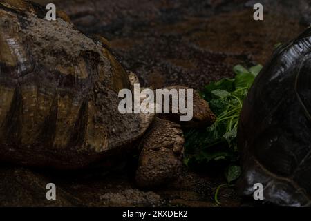 Due tartarughe africane speronato che mangiano durante la pioggia: Centrochelys sulcata, grandi tartarughe di cespugli africani, boschi e praterie, lago Langan Foto Stock