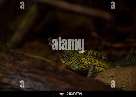 Philippine Sailfin Lizard: Una lucertola timida e dai colori fantastici che vive molto vicino a un corpo d'acqua e la sua dieta è composta da frutta, insetti, piccoli e Foto Stock