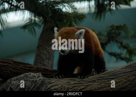 Panda Rosso che guarda la macchina fotografica nella base di ricerca di Chengdu dell'allevamento di Panda giganti, Sichuan, Cina. Vita in un santuario degli animali Foto Stock