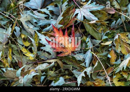 Il colore di una foglia d'acero rossa spicca tra una pila di foglie cadute durante l'autunno. Foto Stock