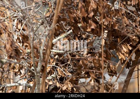 Curioso passero maschile (Passer domesticus) che guarda intorno dal suo becco in un cespuglio Foto Stock