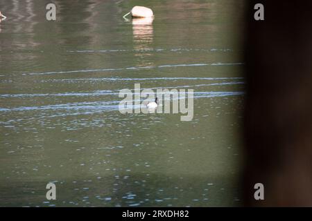 Minore anatra di cappa drake (Aythya affinis) che nuota a destra Foto Stock