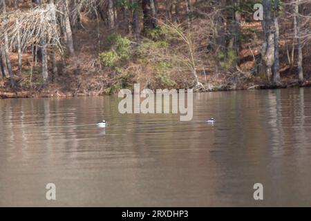 Coppia di anatre bufalo (Bucephala albeola), drake e gallina, che nuotano a destra Foto Stock