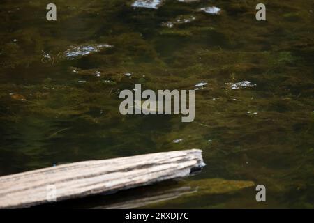 Giovane tartaruga con orecchie rosse (Trachemys scripta elegans) che si tuffa sotto le alghe Foto Stock