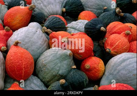 Squash, contea di Clinton, Pennsylvania Foto Stock