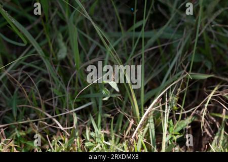 Farfalla a mezzaluna perla (Phyciodes tharos) appollaiata su un'erba Foto Stock