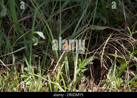 Profilo di una farfalla a mezzaluna perla (Phyciodes tharos) appollaiata su un'erba Foto Stock