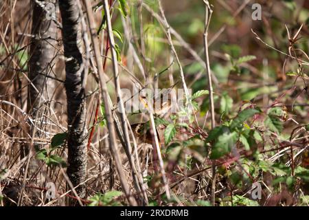 Tre comuni farfalle buckeye (Junonia coenia) in denso fogliame Foto Stock