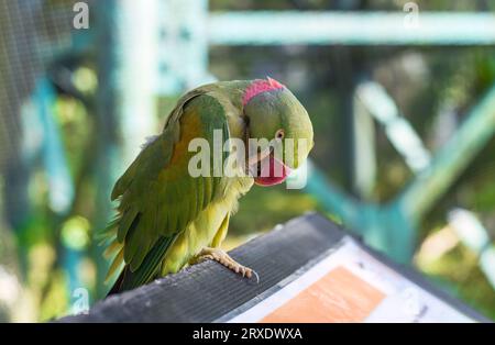 Il pappagallo alessandrino (Psittacula eupatria), noto anche come pappagallo alessandrino in Malesia Foto Stock