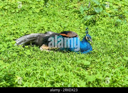 Peafowl o pavone contro il riposo in Malesia, Kuala Lumpur Foto Stock