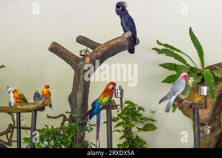 Molti pappagalli diversi come il cockatoo delle palme, Galah, il pappagallo solare, il pappagallo grigio seduto sui rami Foto Stock