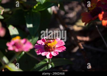 Skipper nuvoloso (Lerema accius) arroccato su un fiore di zinnia Foto Stock