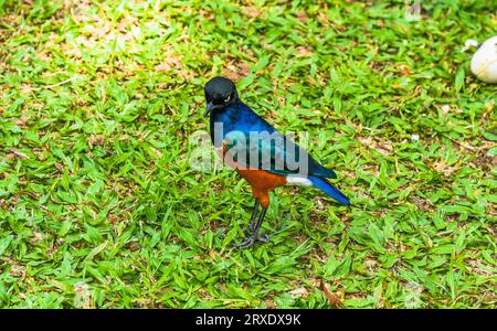 Il superbo starling (Lamprotornis superbus) sull'erba di Kuala Lumpur, Malesia Foto Stock