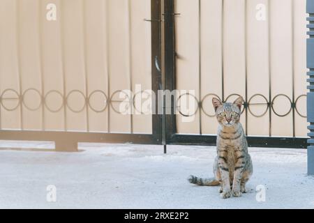 Un Brown Tabby Cat sta guardando la telecamera in lontananza. Messa a fuoco selettiva. Foto Stock